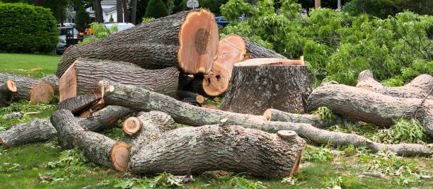 Professional Tree Care in Davis Junction, IL